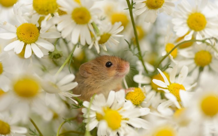 mouse, Baby, Daisy, Flowers HD Wallpaper Desktop Background