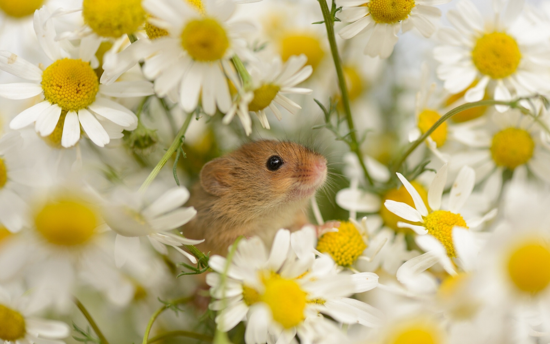 mouse, Baby, Daisy, Flowers Wallpaper