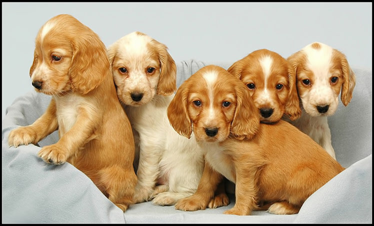puppies, Spaniel HD Wallpaper Desktop Background