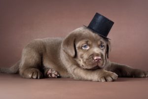 puppy, Top, Hat, Dog