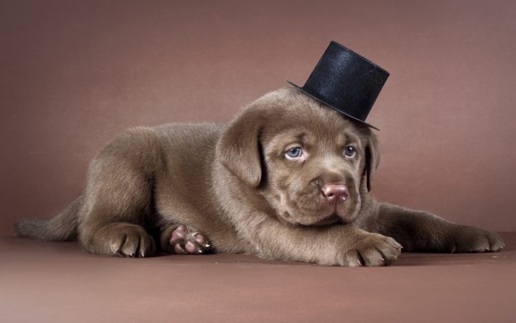 puppy, Top, Hat, Dog HD Wallpaper Desktop Background