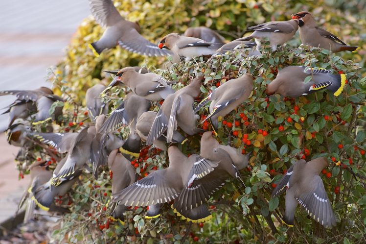 waxwings, Birds, Flock, Berry, Bush HD Wallpaper Desktop Background