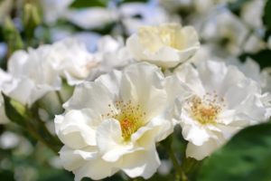 white, Macro, Bokeh, Roses