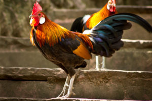 rooster, Chicken