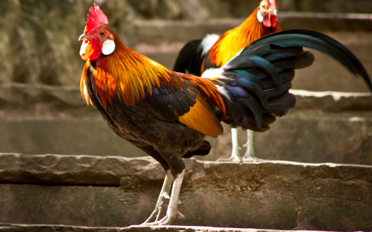 rooster, Chicken HD Wallpaper Desktop Background