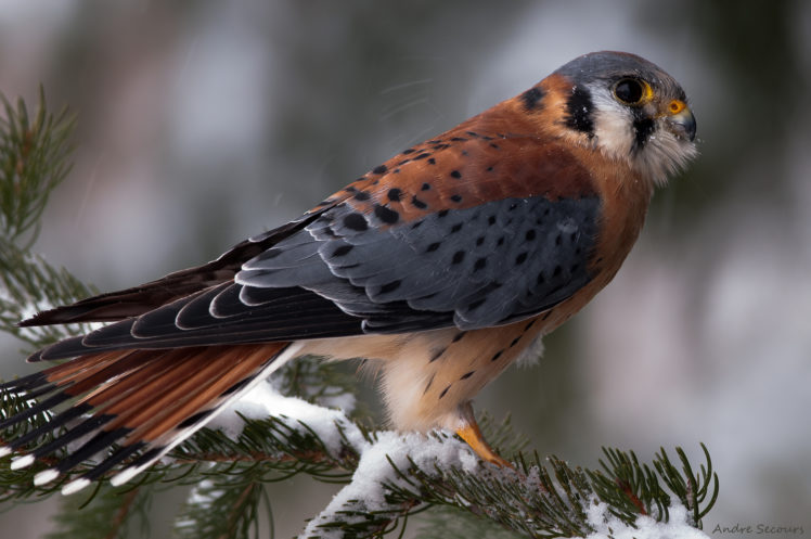 bird, Branch, Winter, Snow, Needles, Spruce HD Wallpaper Desktop Background