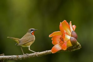 bird, Flower