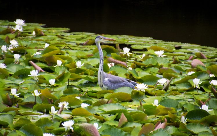 heron, Bird, Heron, Water, Lilies, Water, Lilies, Leaves HD Wallpaper Desktop Background