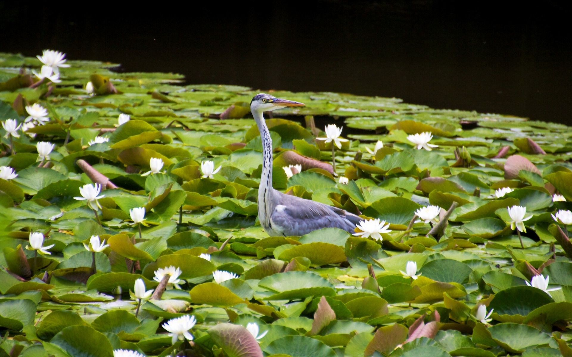 heron, Bird, Heron, Water, Lilies, Water, Lilies, Leaves Wallpaper