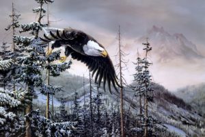 art, Eagle, Birds, Forest, Spruce, Mountain, Winter, Snow