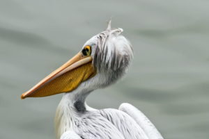 bird, Pelican, Nature