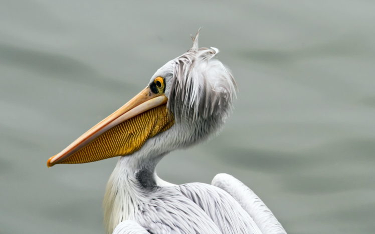 bird, Pelican, Nature HD Wallpaper Desktop Background