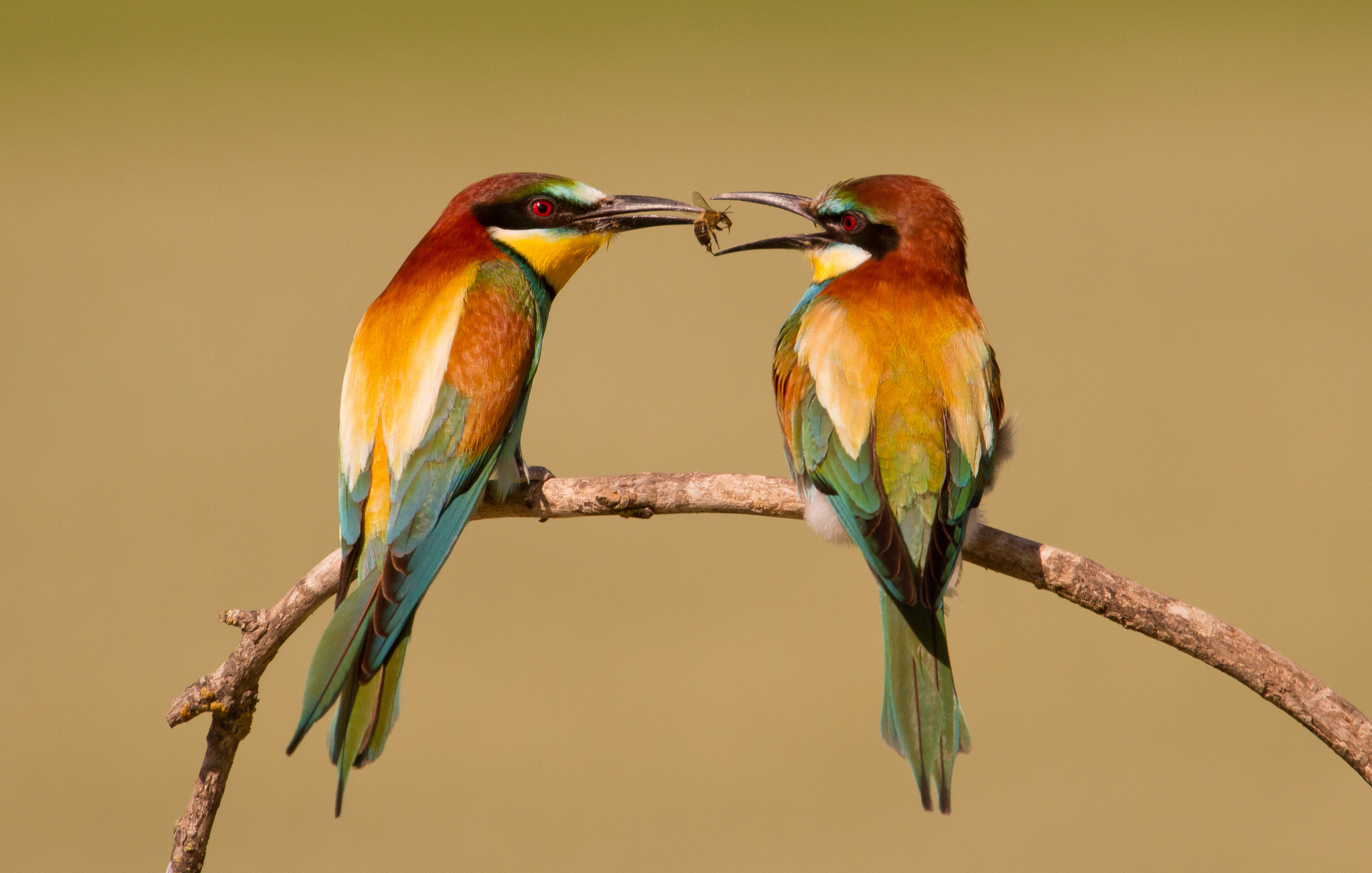 golden, Bee, Eater, Branch, Bird Wallpaper