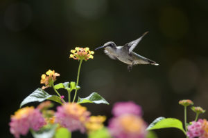 hummingbirds, Flowers, Sunny, Nectar, Bird, Bokeh