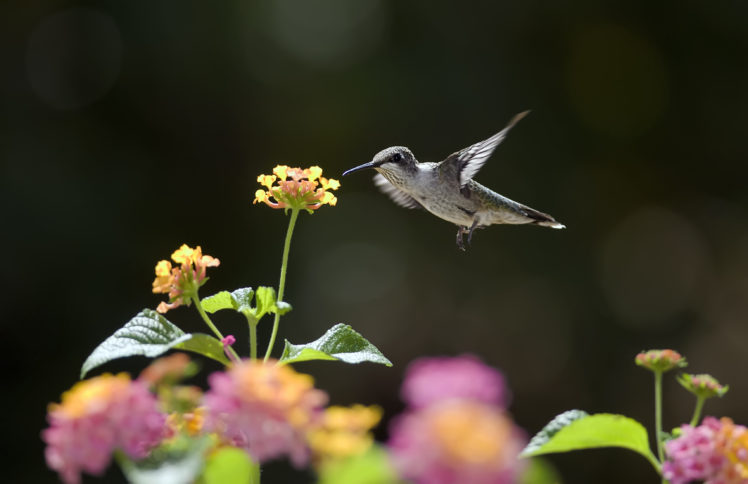 hummingbirds, Flowers, Sunny, Nectar, Bird, Bokeh HD Wallpaper Desktop Background
