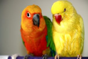 parrot, Bird, Couple
