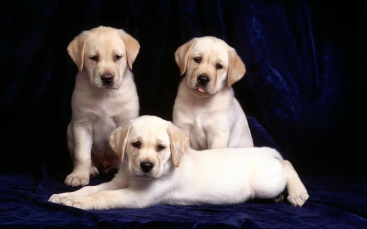 animals, Dogs, Puppies, Canine HD Wallpaper Desktop Background