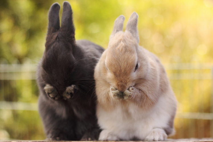 rabbits, Background, Nature HD Wallpaper Desktop Background