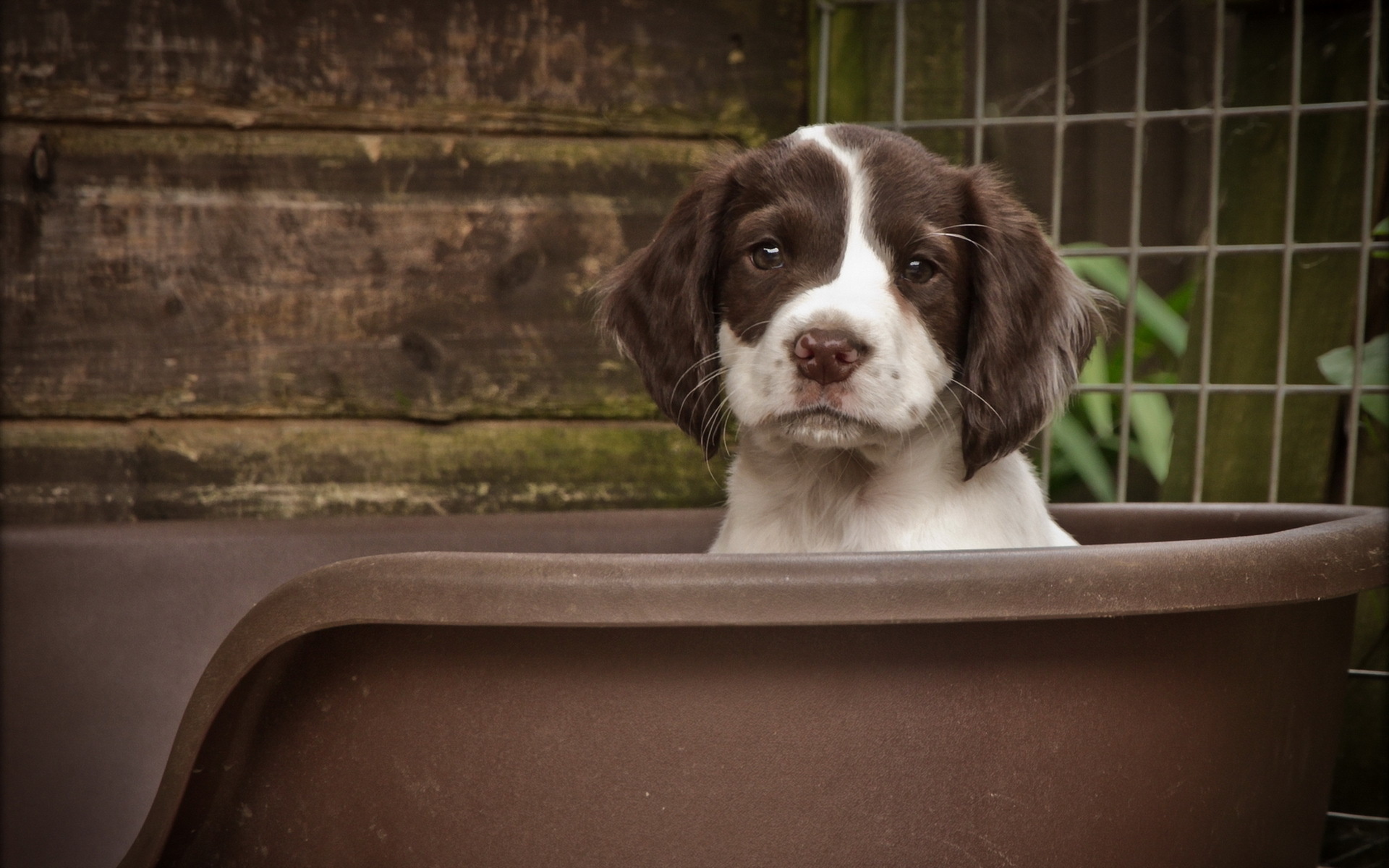 dog, Puppy, Background Wallpaper