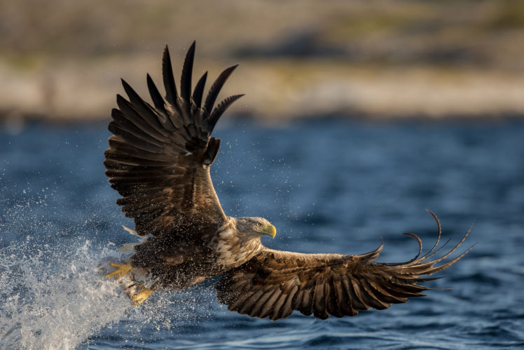 eagle, Bird, Predator, Wings, Water, Spray, Drops HD Wallpaper Desktop Background
