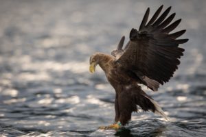 eagle, Bird, Predator, Wings, Water
