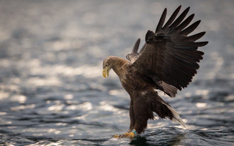 eagle, Bird, Predator, Wings, Water HD Wallpaper Desktop Background
