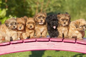 havana, Bichon, Puppy, Bridge, Dogs