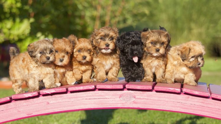 havana, Bichon, Puppy, Bridge, Dogs HD Wallpaper Desktop Background