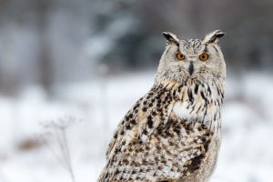 owl, Bird, Eyes