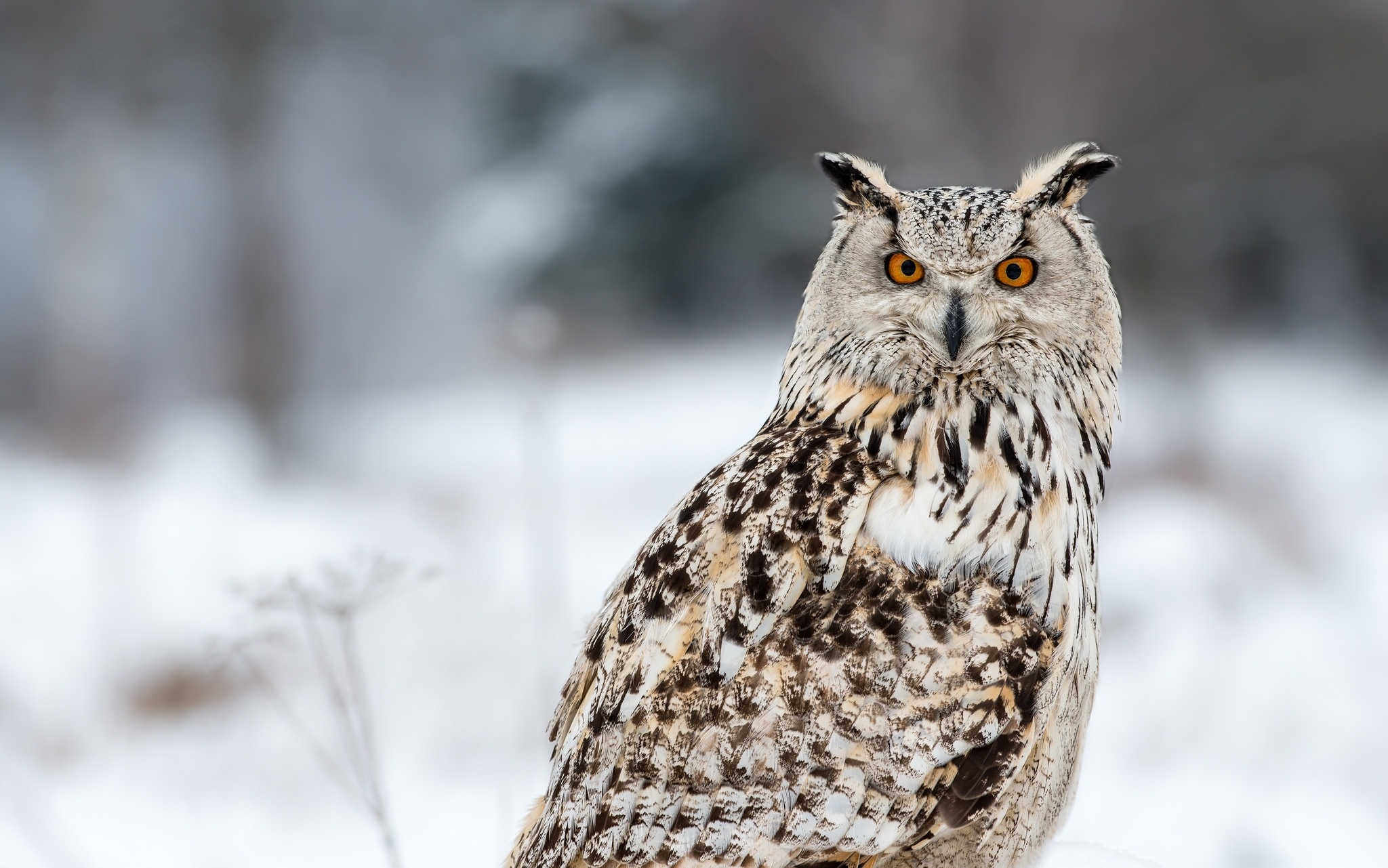owl, Bird, Eyes Wallpaper