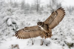 owl, Wings, Winter