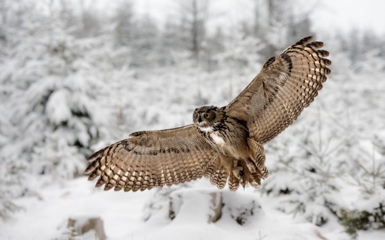 owl, Wings, Winter HD Wallpaper Desktop Background