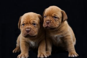 dogue, De, Bordeaux, Puppies