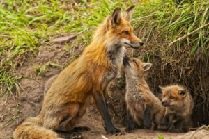 fox, Cubs, Maternity, Kids, Babies