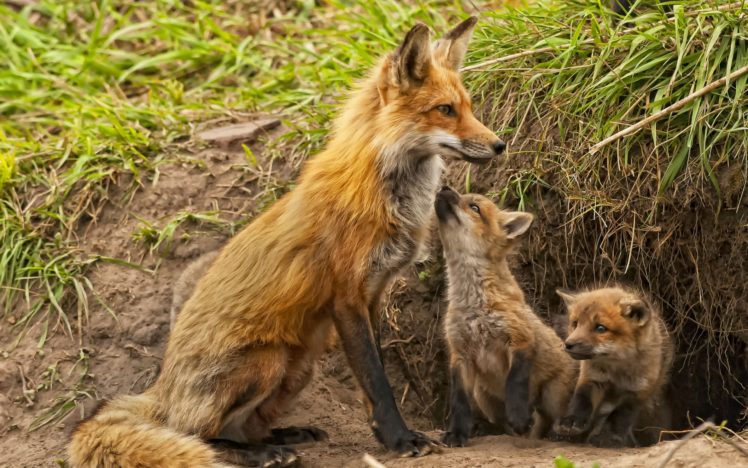 fox, Cubs, Maternity, Kids, Babies HD Wallpaper Desktop Background