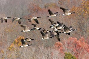 geese, Goose, Autumn, Fall