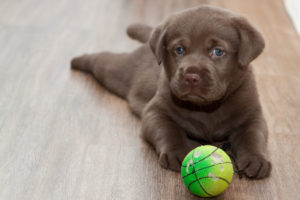 labrador, Puppy, Friend, Look, Ball