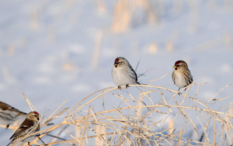 birds, Sparrows HD Wallpaper Desktop Background