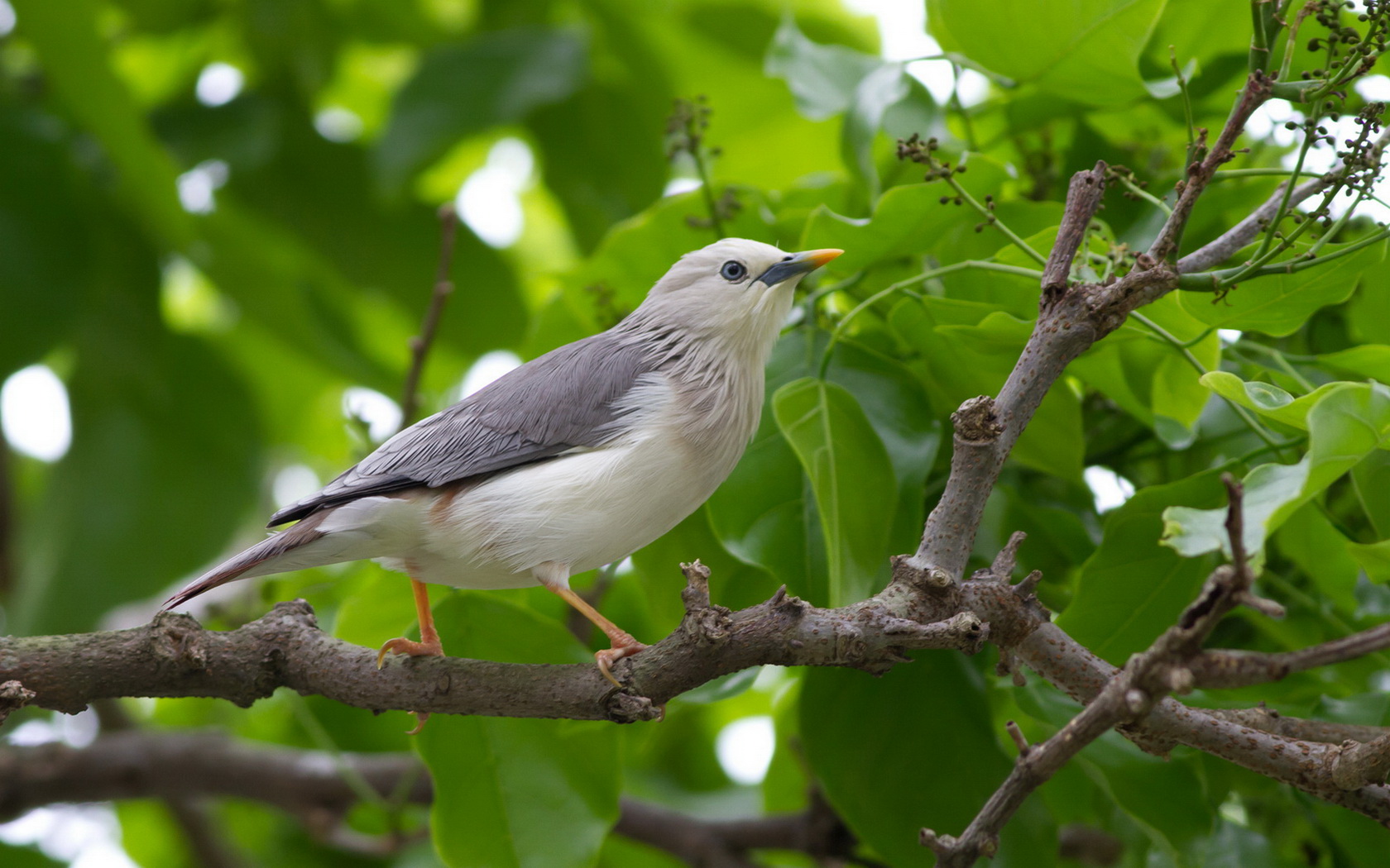 birds Wallpaper