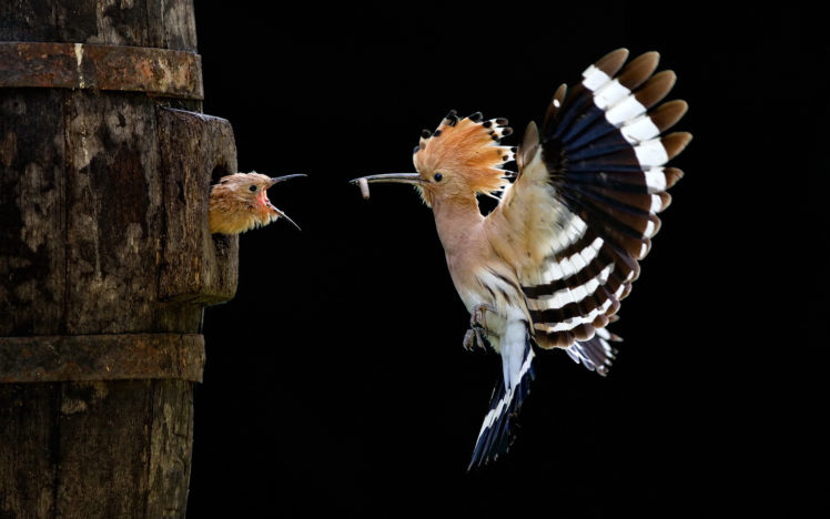 birds, Hoopoe HD Wallpaper Desktop Background
