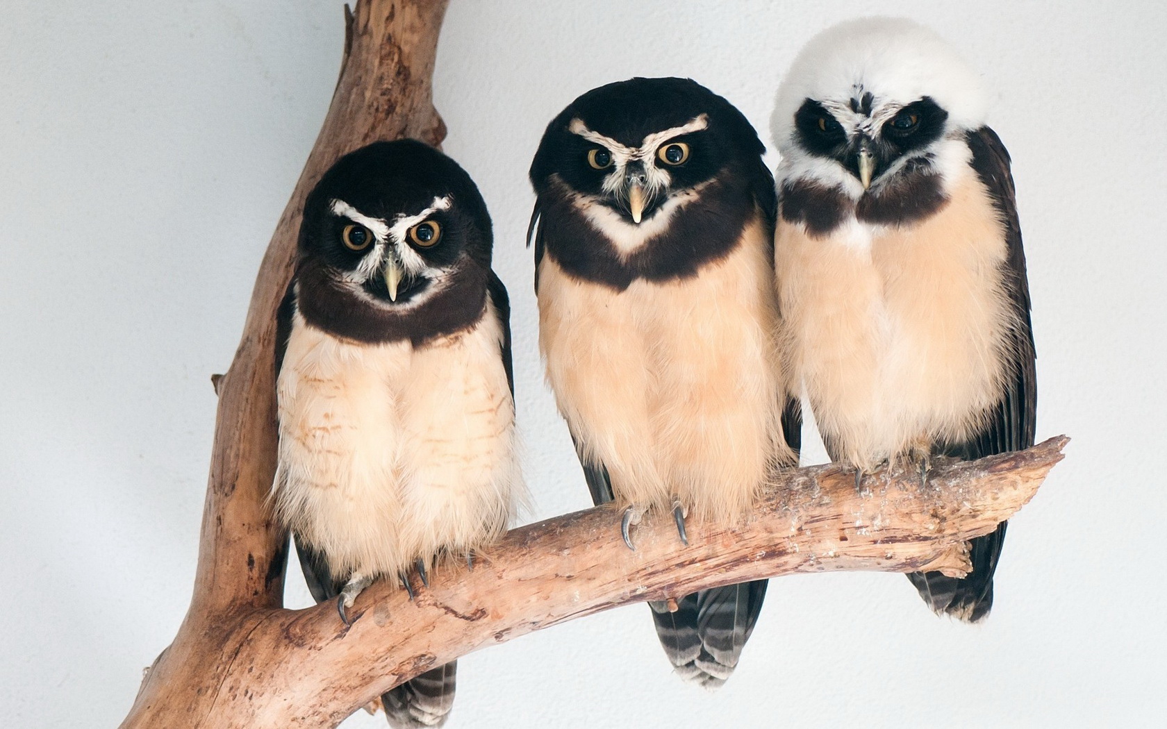 birds, Owls Wallpaper