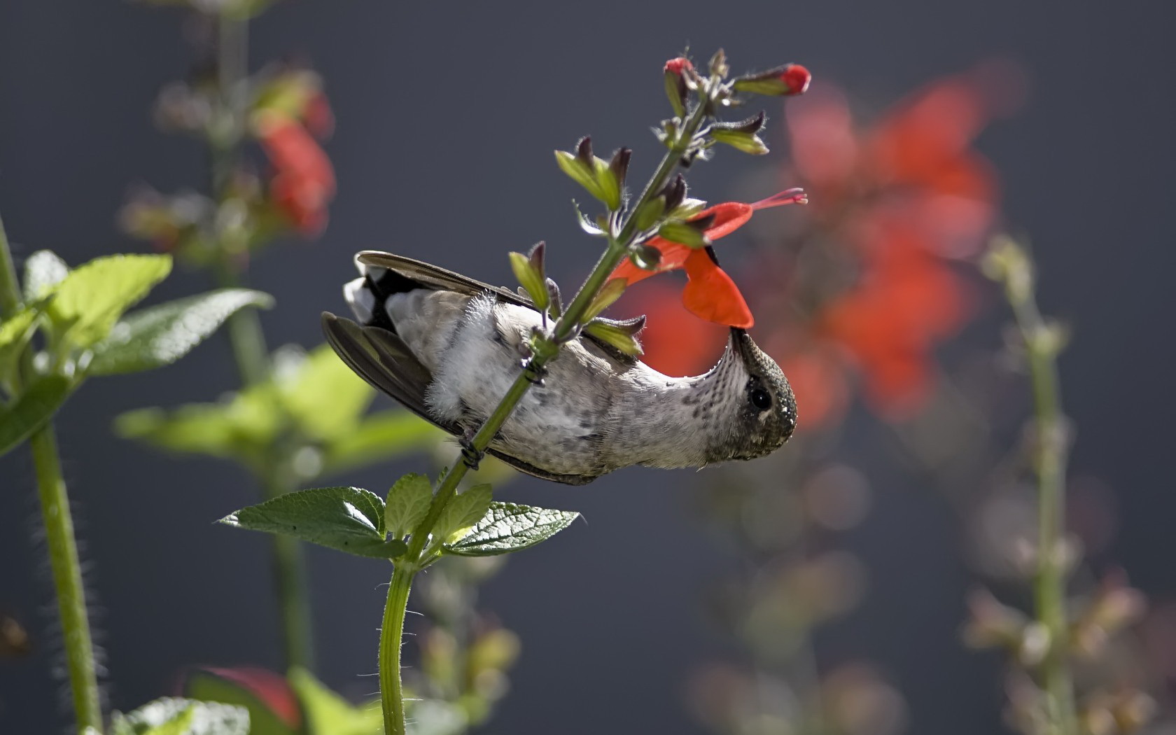 birds Wallpaper