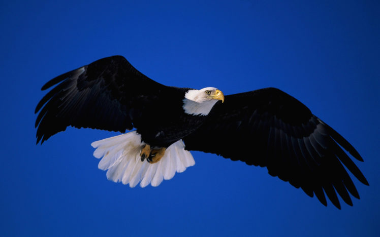 birds, Bald, Eagle HD Wallpaper Desktop Background