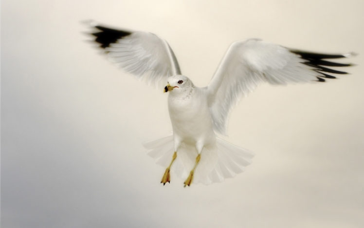 birds, Seagull HD Wallpaper Desktop Background