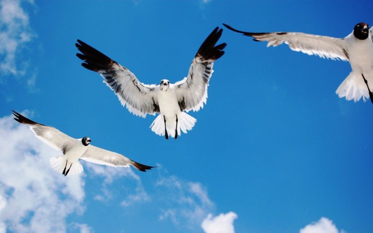birds, Seagulls HD Wallpaper Desktop Background