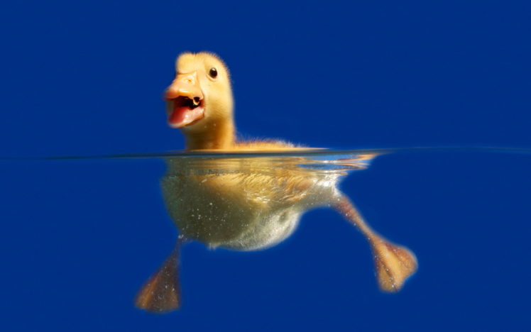 birds, Duckling, Water HD Wallpaper Desktop Background