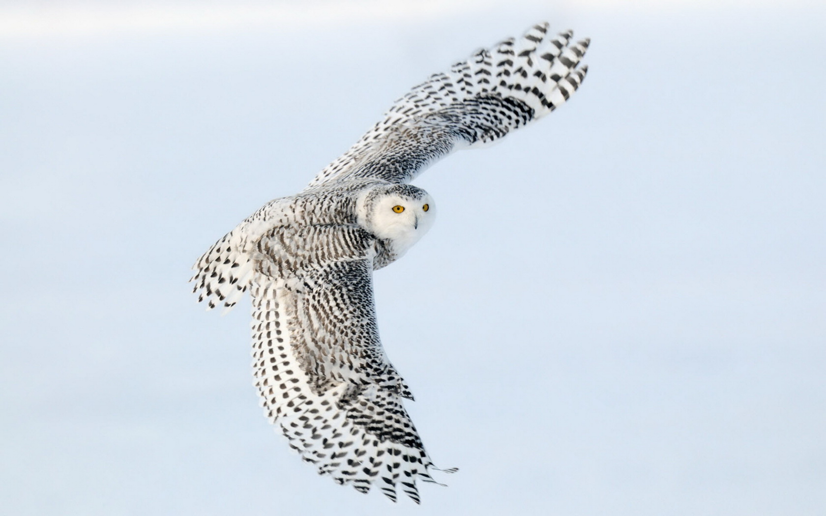 birds, Owl Wallpaper