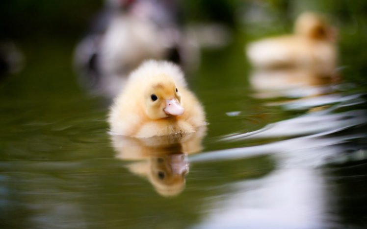 birds, Duckling, Water, Lake HD Wallpaper Desktop Background