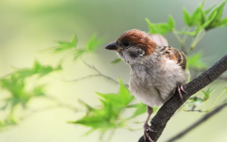 birds, Sparrow HD Wallpaper Desktop Background