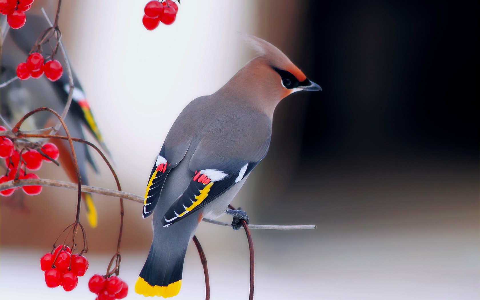 birds Wallpaper